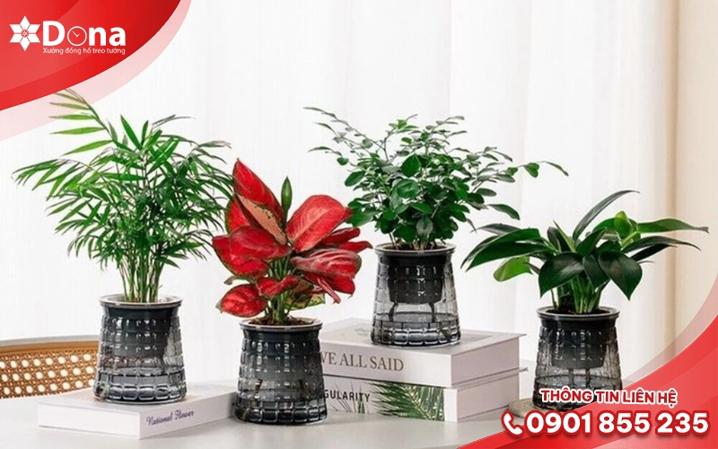 Cây phong thủy mini để bàn Cây phong thủy mini để bàn